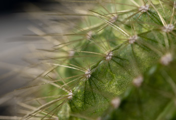 Macro image of a cactus
