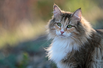 Naklejka na ściany i meble Norwegian forest cat outdoors scoping her environment on a sunny spring evening