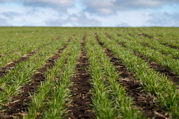 A field of green young wheat under a blue sky with white clouds.