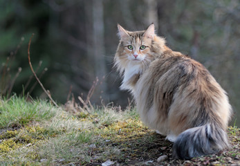 Naklejka na ściany i meble Norwegian forest cat outdoors in forest