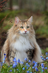 Naklejka na ściany i meble Norwegian forest cat female sitting in flowerbed with blue flowers