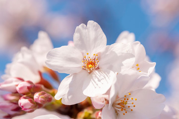 桜。ソメイヨシノ