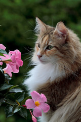 Norwegian forest cat with beautiful pink flowers