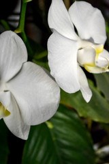 green fresh plants, leaves pattern