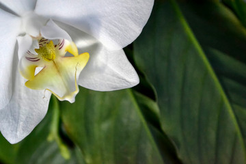 green fresh plants, leaves pattern