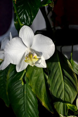 green fresh plants, leaves pattern