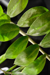 green fresh plants, leaves pattern