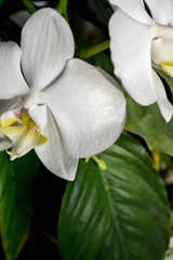 green fresh plants, leaves pattern
