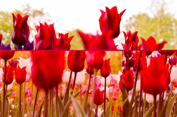 Nature concept- spring landscape with red tulips flowers. On postcard for beauty and agriculture concept design, consisting of blocks, shows red tulips. Flowers on blurred background, soft focus.