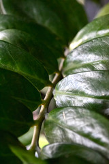 green fresh plants, leaves pattern