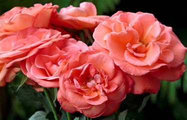 A big bunch of pink beautiful roses