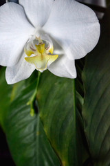 green fresh plants, leaves pattern