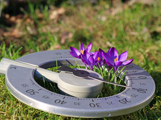 Close-up of purple blooming crocuses in a thermometer on meadow, concept of beginning spring and...