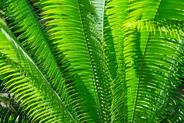 close up of green Nipa Palm leave with sunlight ,abstract view.