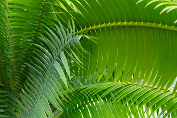 close up of green Nipa Palm leave with sunlight ,abstract view.