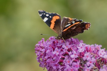 The butterfly of Tortoiseshell sits on lilac.
