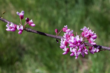 Awakening in nature spring flowering plants.