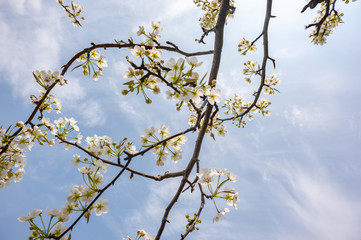 Pear blossom tree flowers against blue sky in LongQuanYi mountains, Chengdu, China