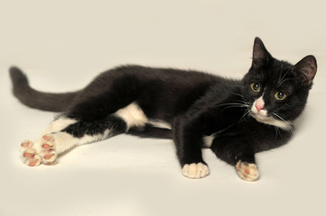 black and white cat lies on a white background, isolated