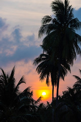 The golden light of the sun and clouds in the sky behind the coconut trees.