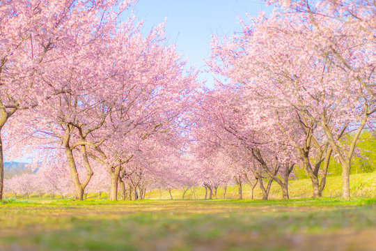 安行寒桜