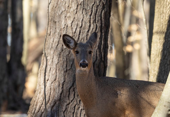 White-tailed deer (Odocoileus virginianus) also knows as Virginia deer - Hind in winter forest.Wild nature scene from Wisconsin