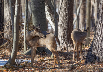 White-tailed deer (Odocoileus virginianus) also knows as Virginia deer - Hind in winter forest.Wild nature scene from Wisconsin