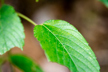 Leaf