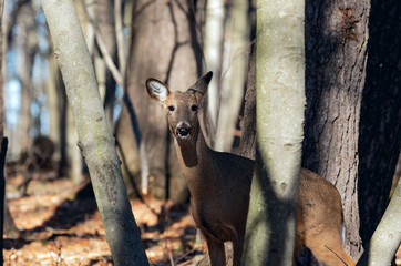 White-tailed deer (Odocoileus virginianus) also knows as Virginia deer - Hind in winter forest.Wild nature scene from Wisconsin