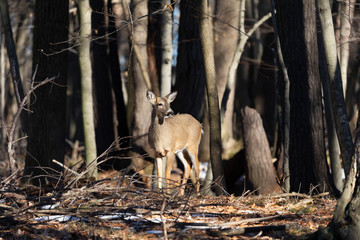 White-tailed deer (Odocoileus virginianus) also knows as Virginia deer - Hind in winter forest.Wild nature scene from Wisconsin