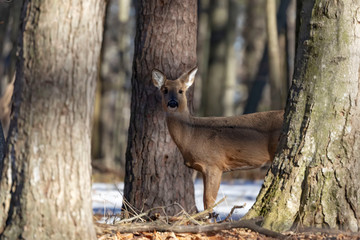 White-tailed deer (Odocoileus virginianus) also knows as Virginia deer - Hind in winter forest.Wild nature scene from Wisconsin