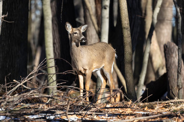 White-tailed deer (Odocoileus virginianus) also knows as Virginia deer - Hind in winter forest.Wild nature scene from Wisconsin