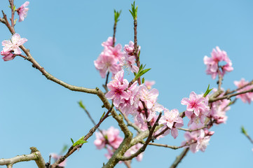 Peach blossom tree flowers against blue sky in LongQuanYi mountains, Chengdu, China