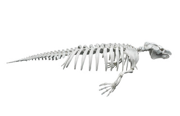 skeleton of seal on white background, isolated
