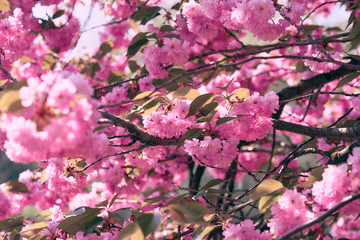 Sakura flowers, bright beautiful landscape, spring season