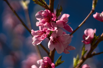 Branch with pink flowers