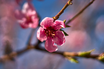 Branch with rose flower