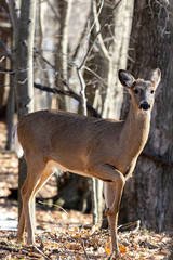 White-tailed deer (Odocoileus virginianus) also knows as Virginia deer - Hind in winter forest.Wild nature scene from Wisconsin