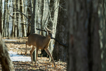 White-tailed deer (Odocoileus virginianus) also knows as Virginia deer - Hind in winter forest.Wild nature scene from Wisconsin