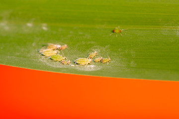 Hormaphidae insects on plant