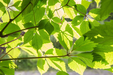 green leaves in bright sunlight