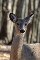 White-tailed deer (Odocoileus virginianus) also knows as Virginia deer - Hind in winter forest.Wild nature scene from Wisconsin