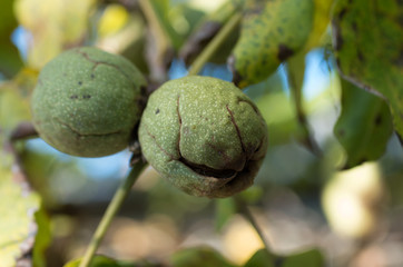 Fototapeta premium Ripe nuts of a Walnut tree
