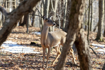 White-tailed deer (Odocoileus virginianus) also knows as Virginia deer - Hind in winter forest.Wild nature scene from Wisconsin