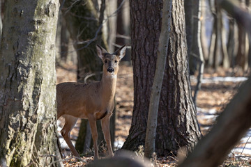 White-tailed deer (Odocoileus virginianus) also knows as Virginia deer - Hind in winter forest.Wild nature scene from Wisconsin