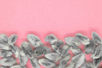 Abstract background of expanded pussy willow buds