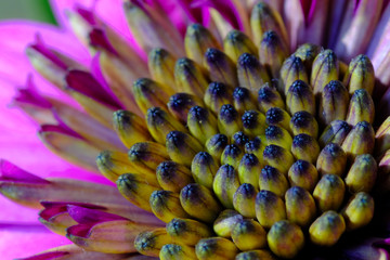 double osteospermum flower closeup