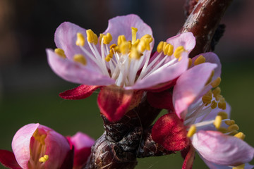 Obraz na płótnie Canvas Apricot tree blossom. Macro shot of beautiful spring flowers on apricot tree.