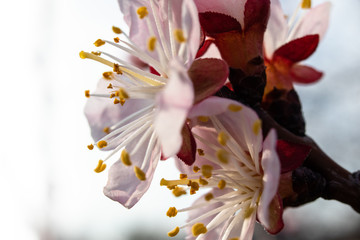 Fototapeta na wymiar Apricot tree blossom. Macro shot of beautiful spring flowers on apricot tree.