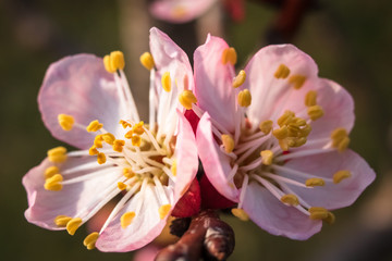 Apricot tree blossom. Macro shot of beautiful spring flowers on apricot tree.
